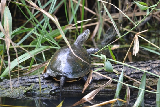 Emys orbicularis